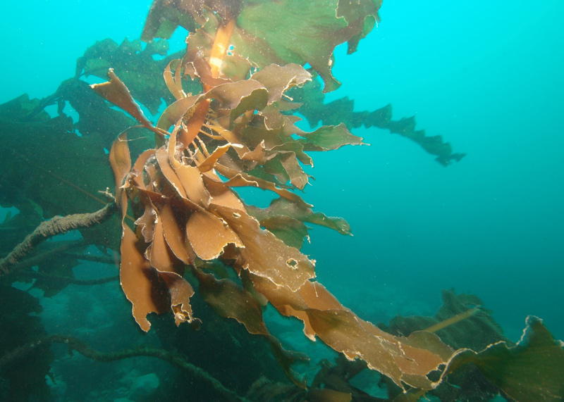 Kelp (picture by Linda Ashmore)